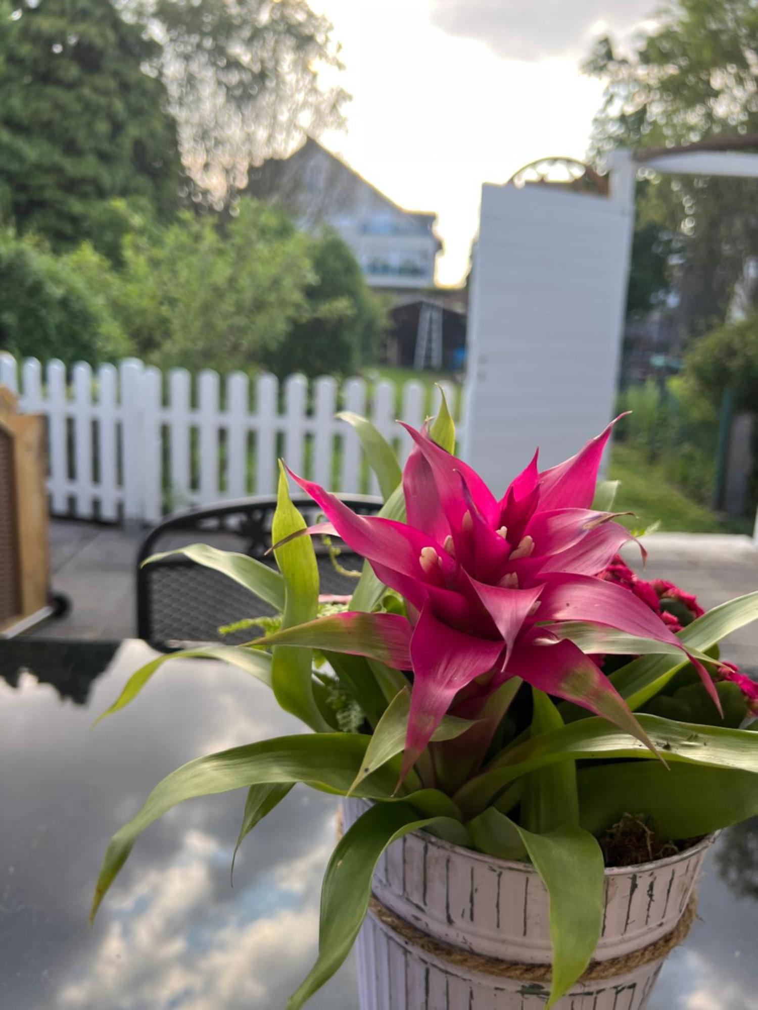 Auszeit Im Pott - Ferienwohnung Lavendel Herten  Eksteriør billede